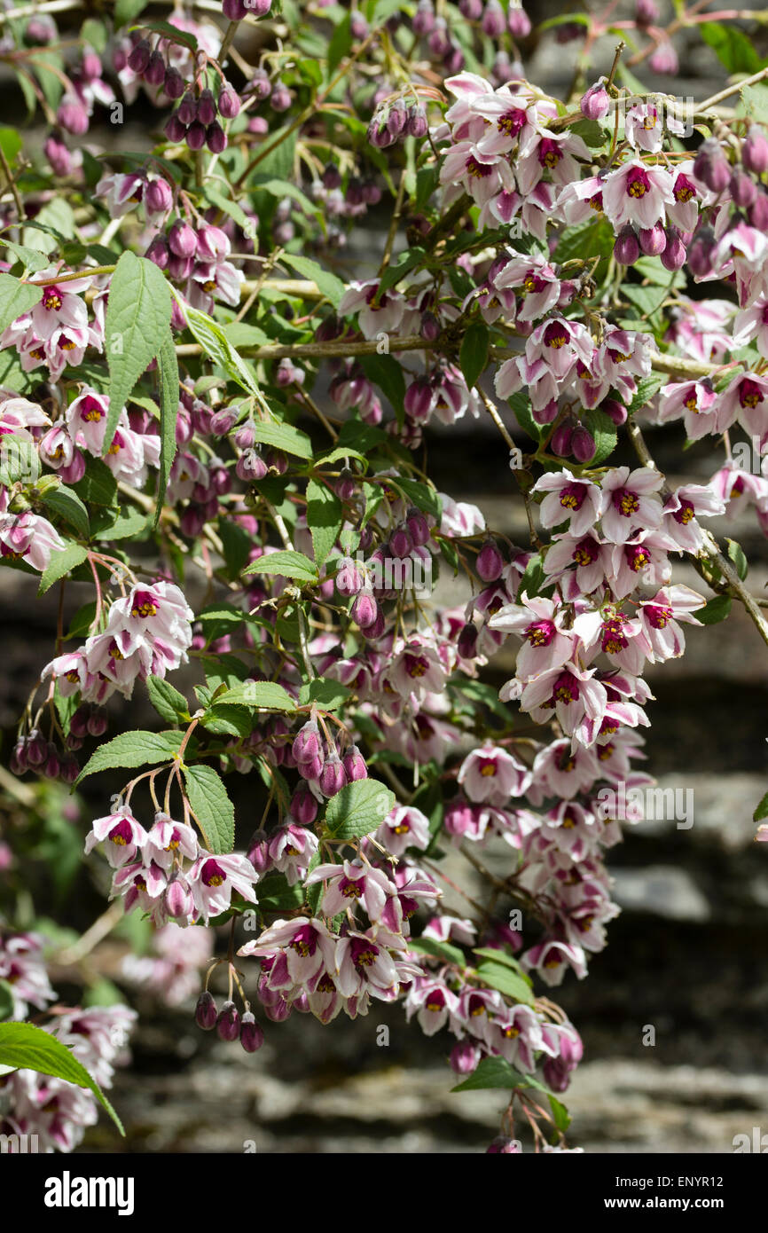 Massierten Frühsommer Blumen von den robusten Strauch, Deutzie 'Dark Eyes' Stockfoto