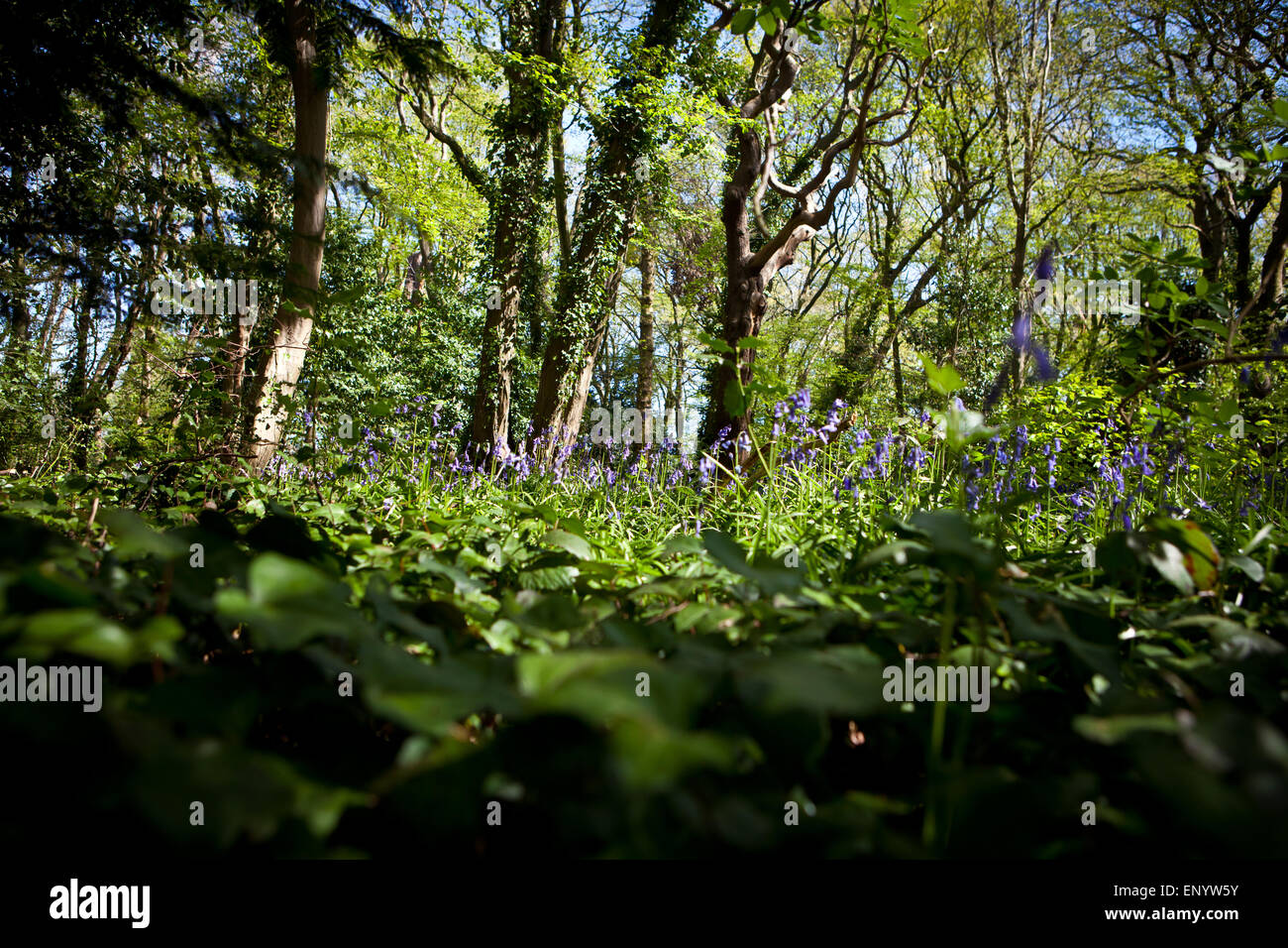 Bluebell Blumen im Wald Stockfoto