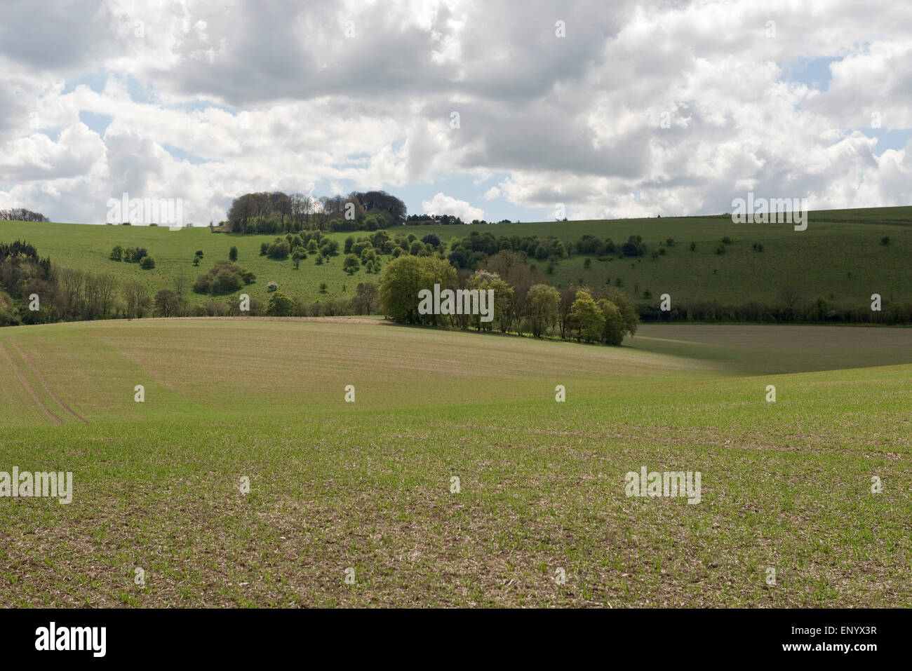 Eine Ernte der Sommergerste an einem schönen frühen Frühlingstag mit Dowland hinter, Berkshire, April Stockfoto