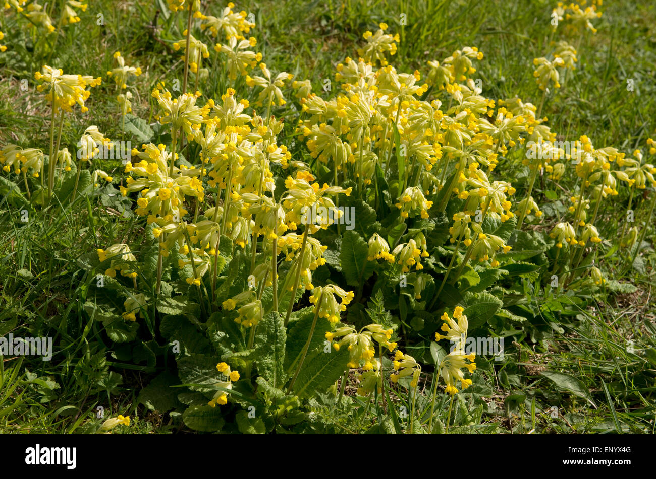 Schlüsselblume-Gruppe in Blüte im frühen Frühling, Berkshire, April Stockfoto