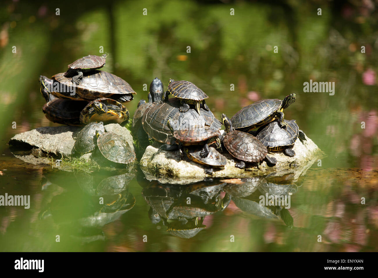 Schildkröten, große und kleine, zu sammeln, auf einem Felsen in einem Teich Stockfoto