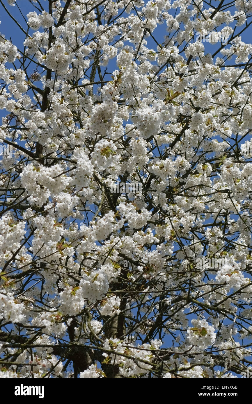 Ein Vogel oder Vogelkirsche, Prunus Avium, in vollen weißen Blüte vor blauem Himmel im Frühling Stockfoto