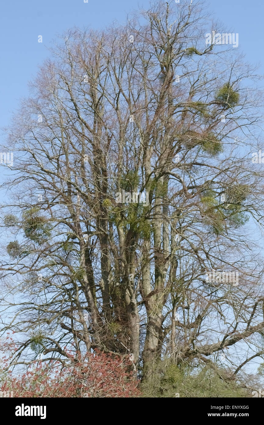 Europäische Mistel, Viscum Album, Trauben in einem hohen blattlosen Baum im zeitigen Frühjahr, Hampshire, April Stockfoto