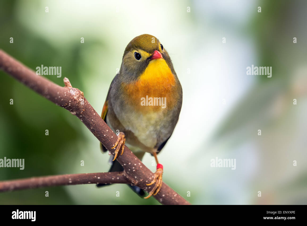 Pekin Robin auf Ast Stockfoto