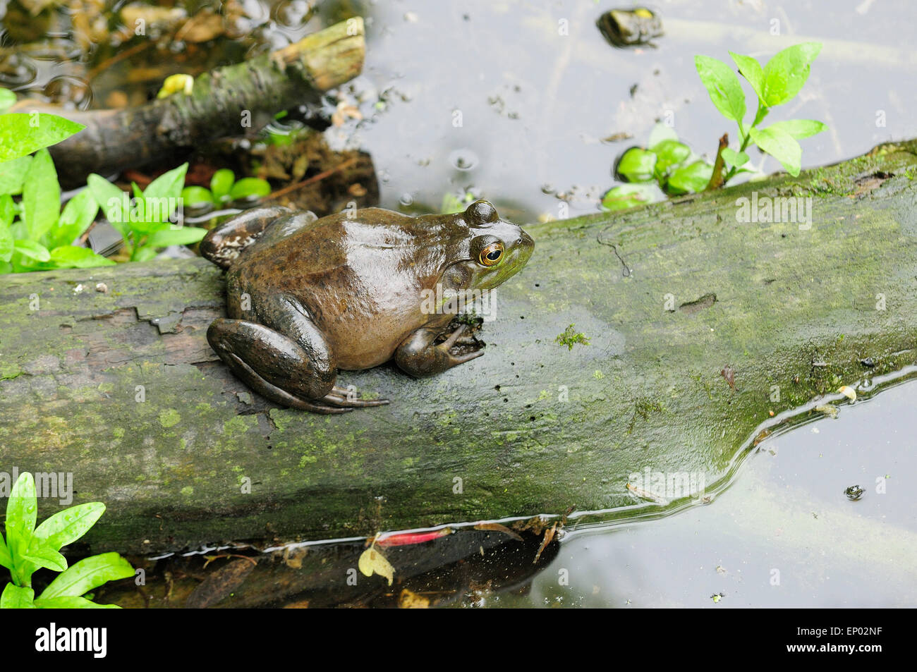 Großen Bull Frog sitzen am Fluss Log.  (Rana Catesbeiana) Stockfoto