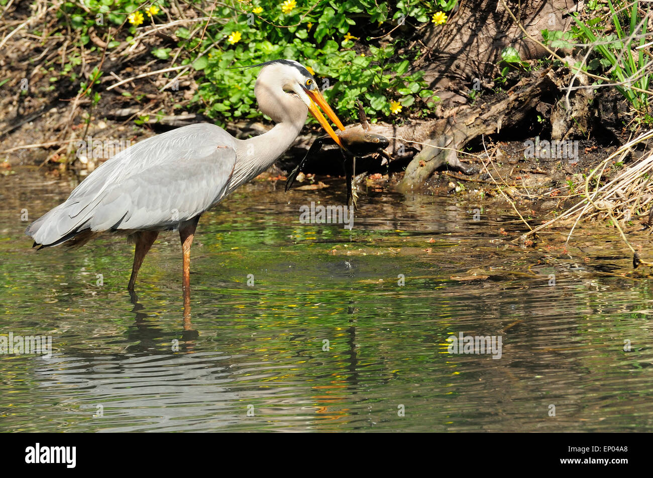 Great Blue Heron fangen riesigen Bull Frog.  (Ardea Hernien) Stockfoto