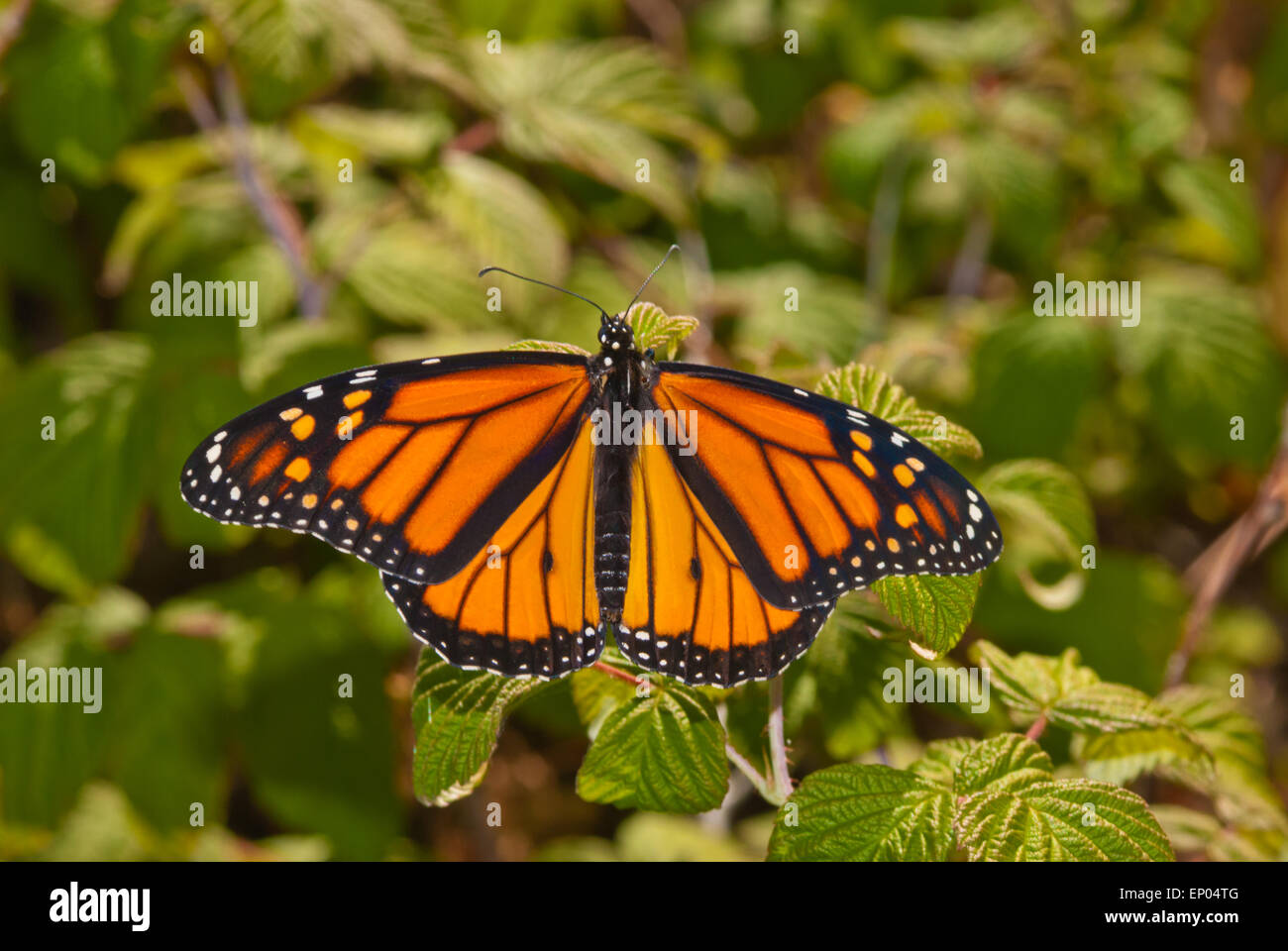 Monarch Butterfly, Danaus plexippus, auf einer Anlage in der Papageien Bay Conservation Area Ontario, Kanada gehockt Stockfoto