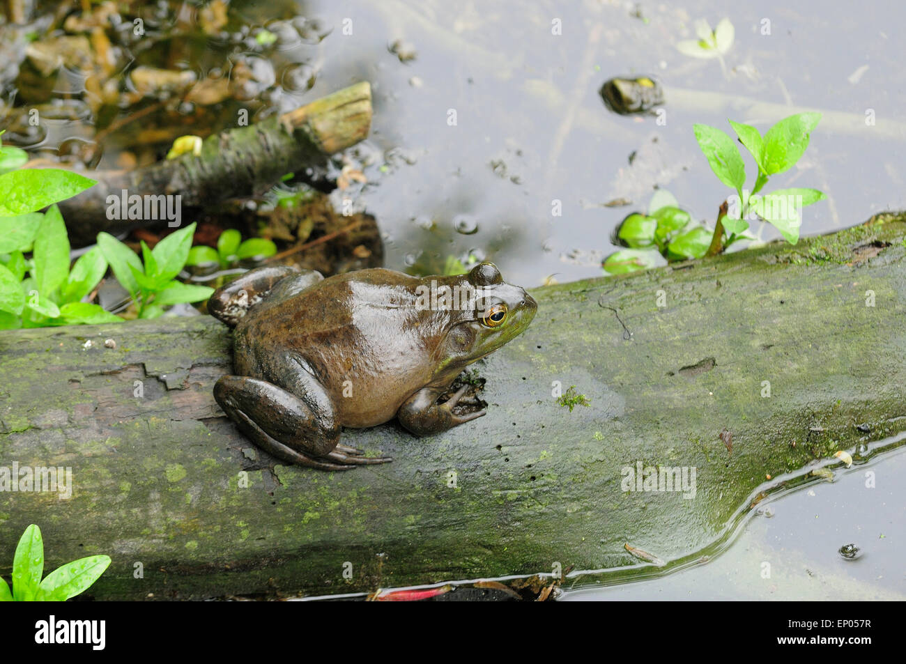 Großen Bull Frog sitzen am Fluss Log.  (Rana Catesbeiana) Stockfoto