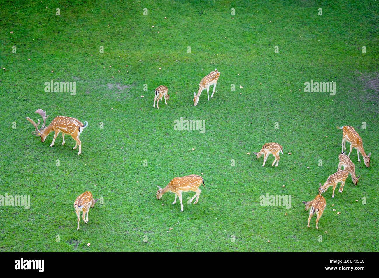 Zehn Rehe füttern auf dem Rasen, von oben gesehen. Stockfoto