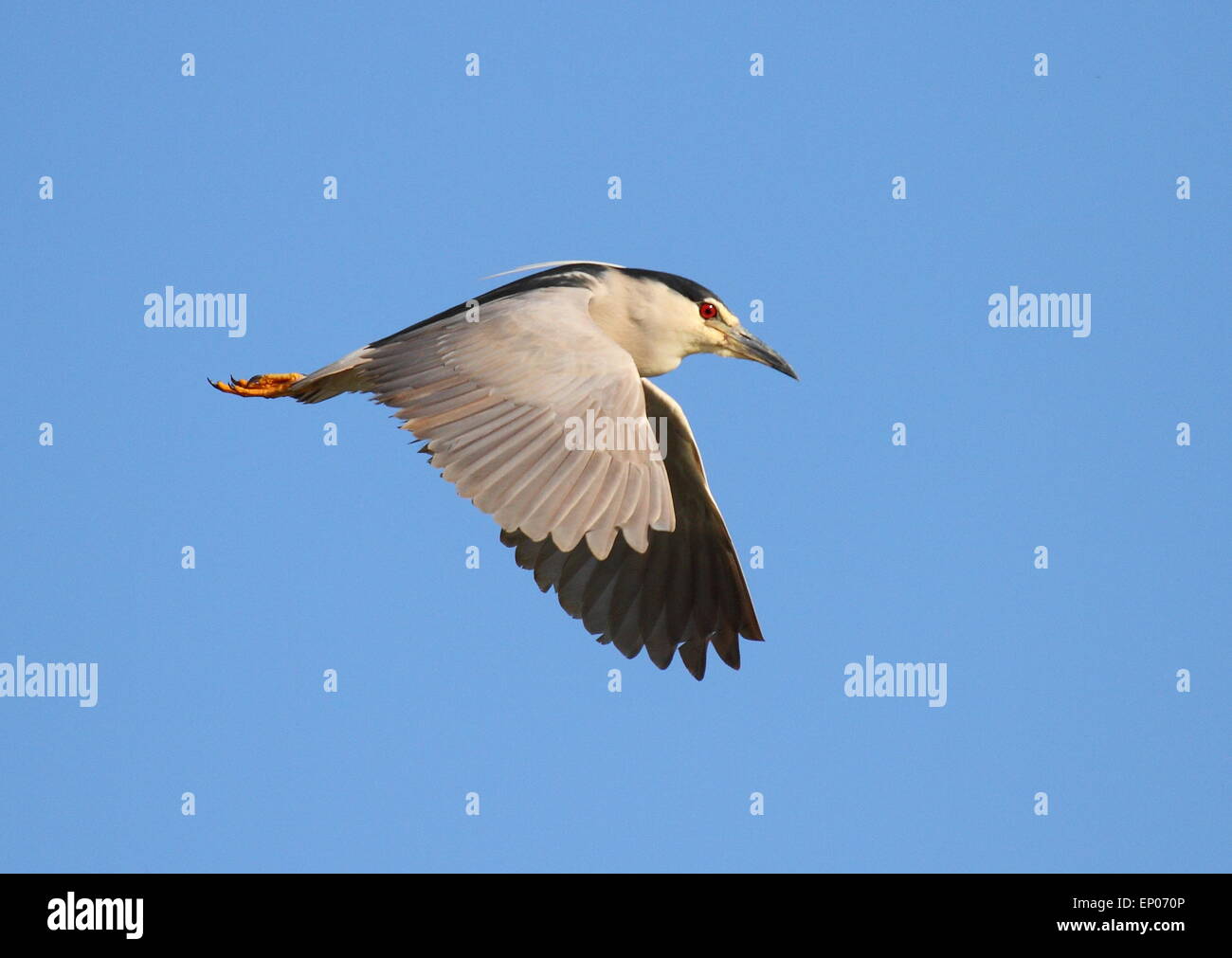 schönes Exemplar in seiner natürlichen Umgebung fotografiert Nachtreiher Stockfoto