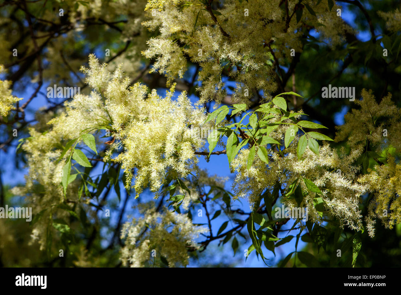 Manna Aschebaum Fraxinus ornus blüht und Blätter Stockfoto