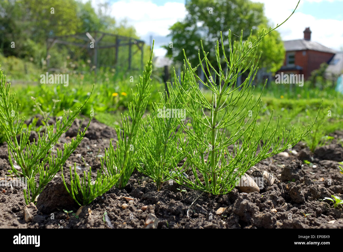 Stutenmilch Tail Unkraut wächst in einer Zuteilung Stockfoto