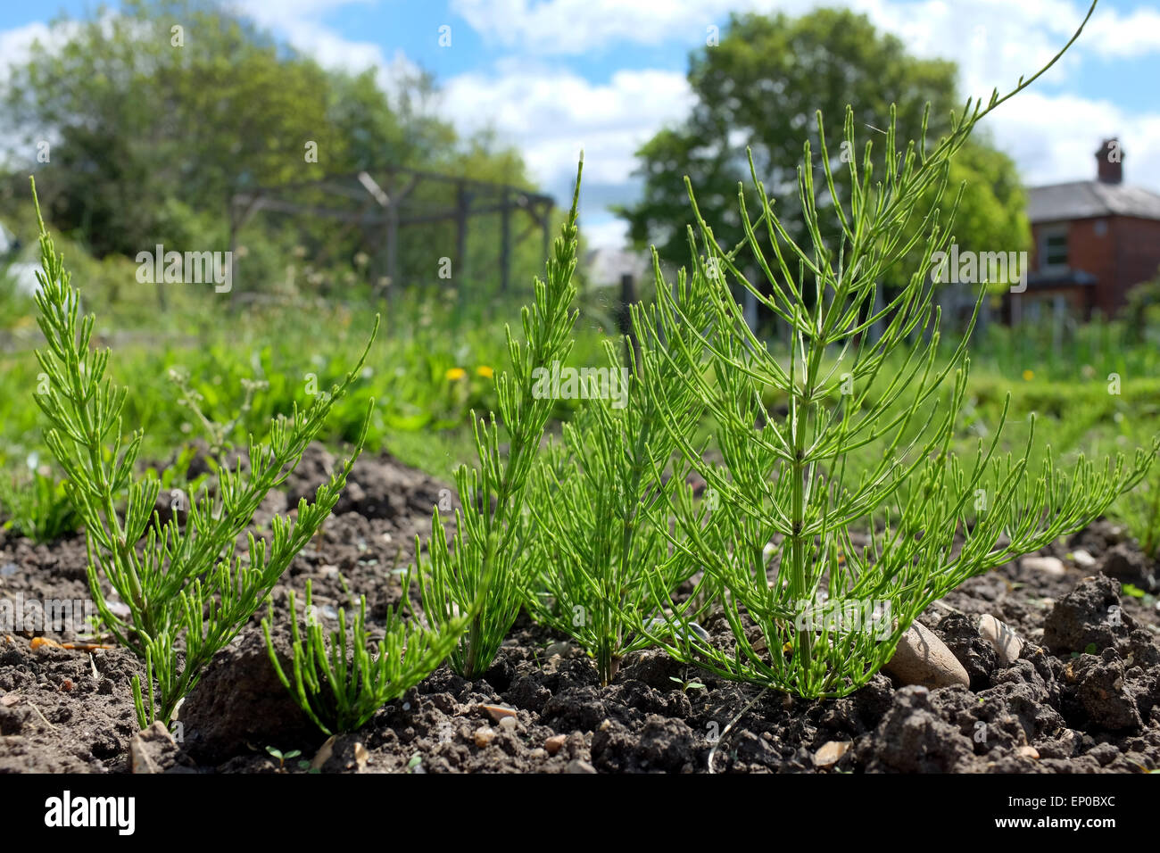 Stutenmilch Tail Unkraut wächst in einer Zuteilung Stockfoto