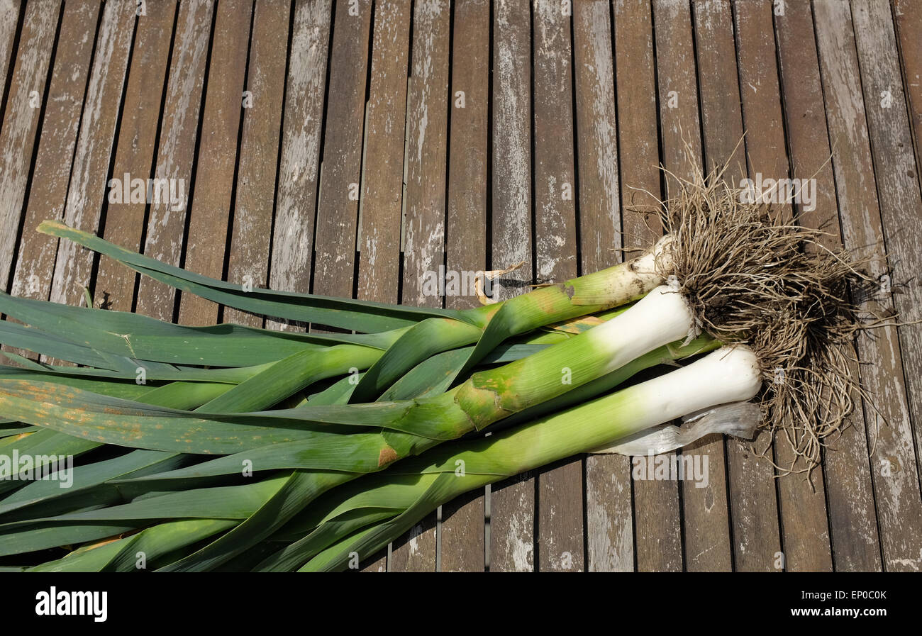 Frische Bio Lauch, abgebildet auf einem Holztisch Garten Stockfoto