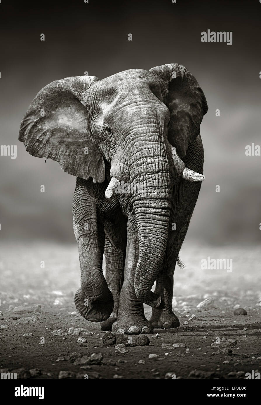 Afrikanischer Elefant (Loxodonta Africana) Ansatz von vorne - Etosha Nationalpark (Namibia) Stockfoto