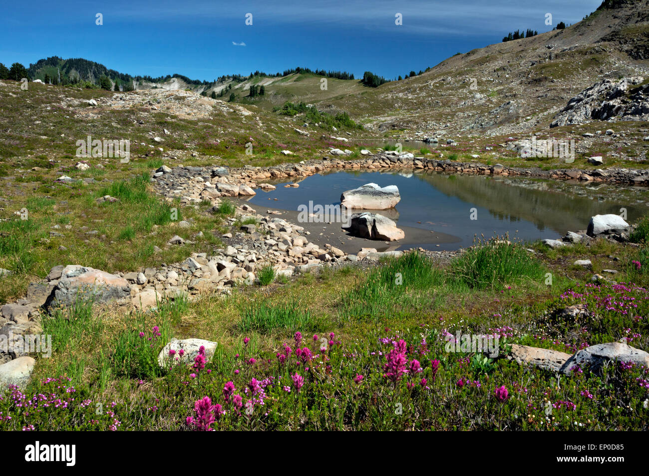 WASHINGTON - Heather und Pinsel blühen an den Ufern eines der Eis-Seen in sieben Seen Becken des Olympic National Park. Stockfoto