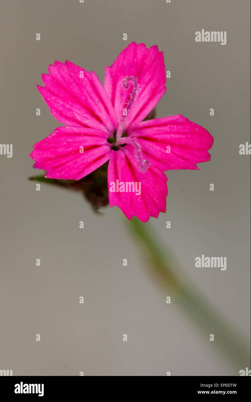 wild Violet Nelke Epilobium Parviflorum Hirstum sylvestris Stockfoto