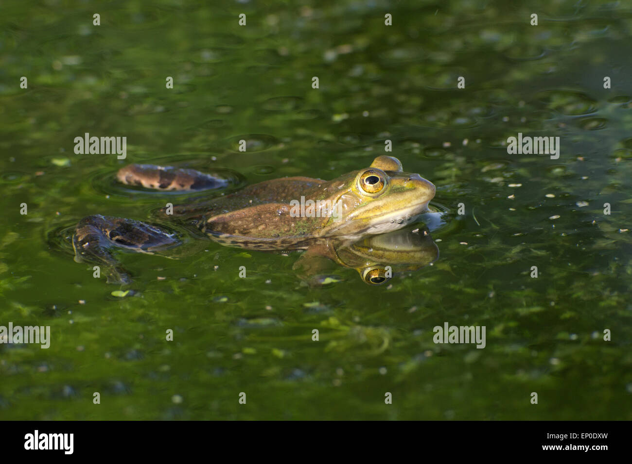 Essbarer frosch und sumpffrosch Fotos und Bildmaterial in hoher