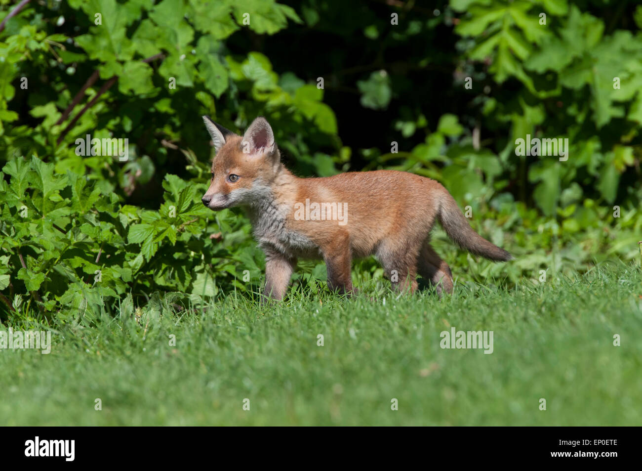Eine Rotfuchs Cub untersucht eine Gartenanlage an einem sonnigen Frühlingstag, Hastings, East Sussex, UK Stockfoto