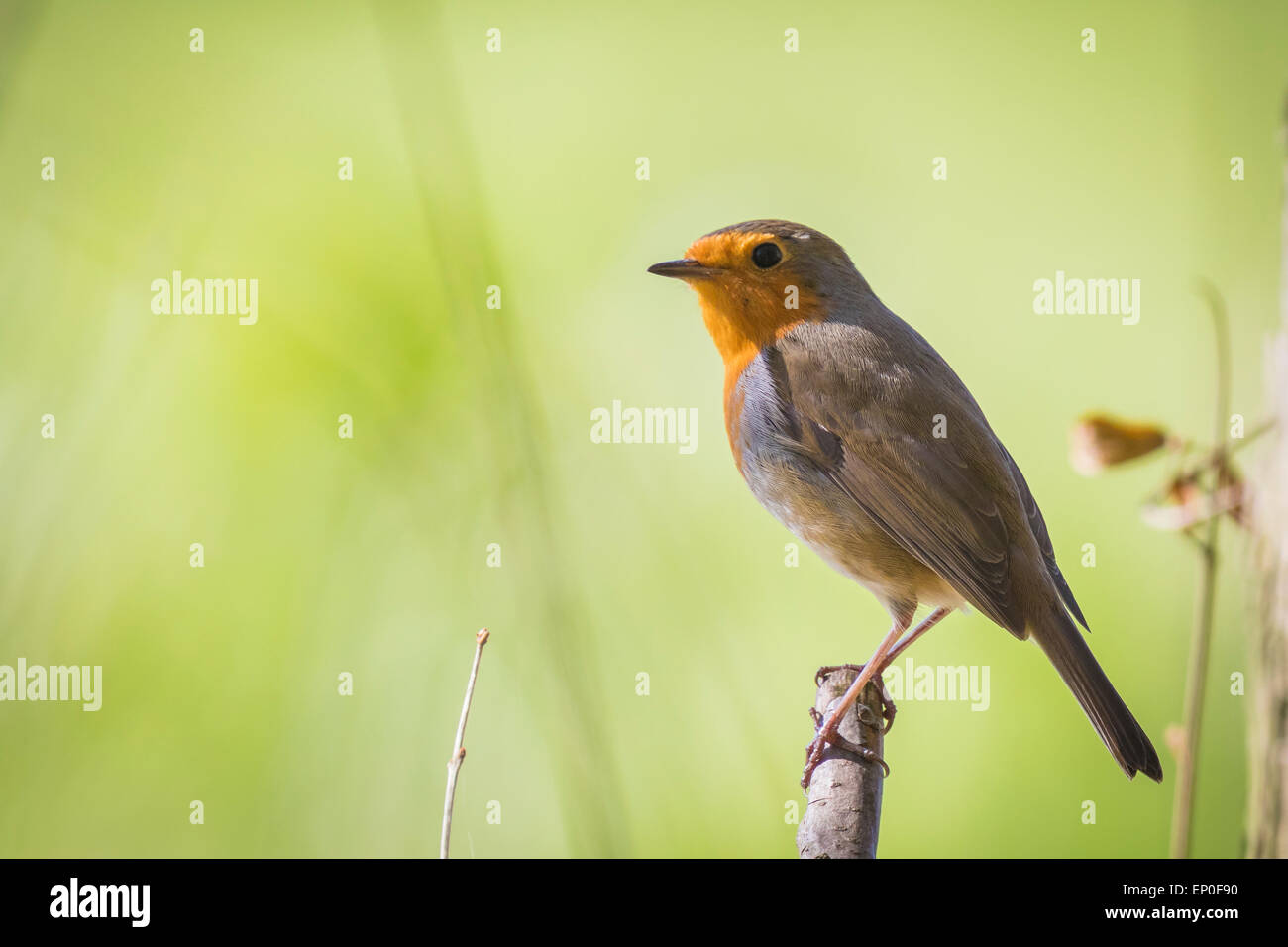 Rotkehlchen (Erithacus Rubecula) thront auf einem Zweig und Gesang Stockfoto
