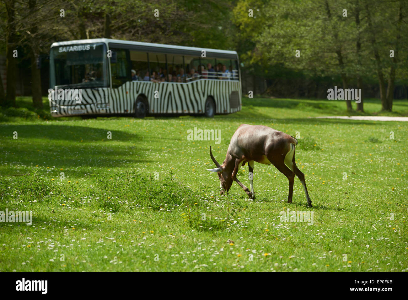 African Safari, Off-Road-Safari, Zoo Dvur Kralove Stockfoto