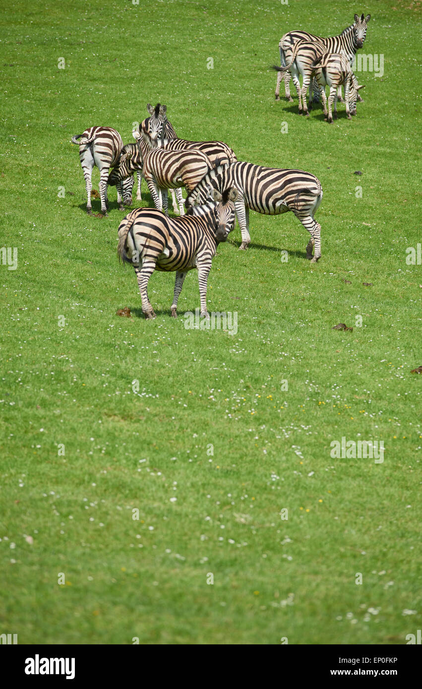 Fleeming gemeinsamen Zebra (Equus Qagga), Unterart Chapman-Zebras (Equus Quagga Chapmani) grünen Rasen Rasen Hintergrund Stockfoto