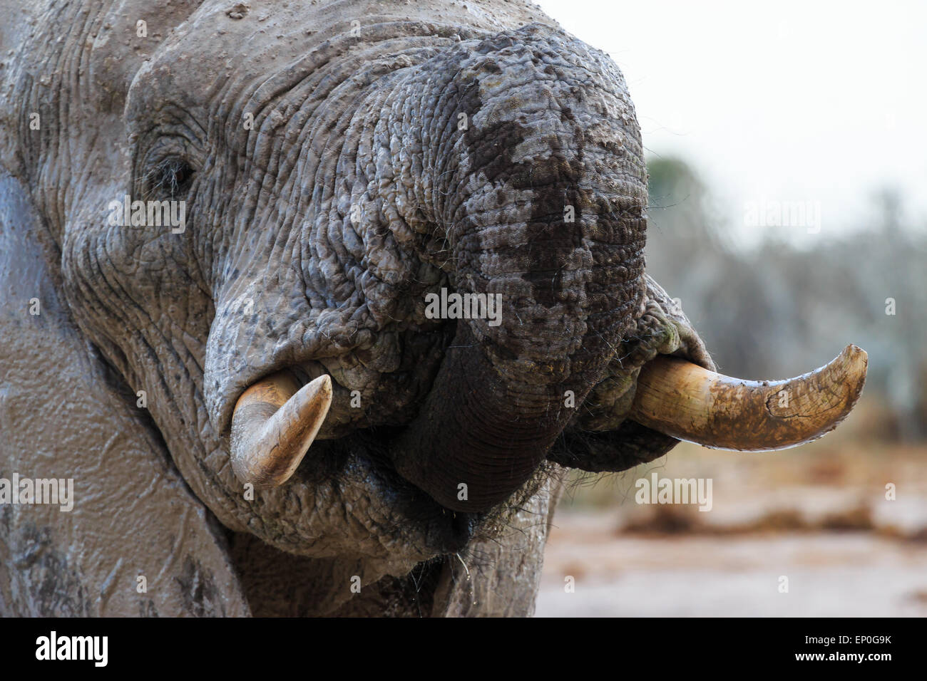 Elefant im Nxai Pan in Botswana nimmt etwas Wasser mit seinem Rüssel. Stockfoto