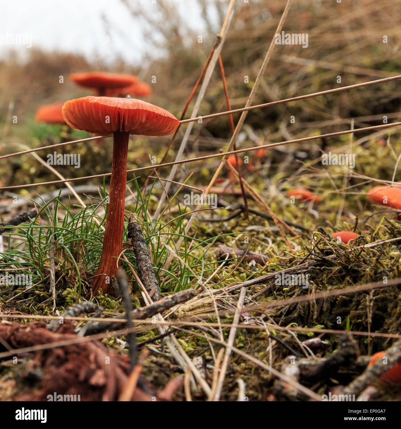 Gruppe von Pilzen im Wald in Drenthe, Niederlande. Geringe Schärfentiefe. Stockfoto