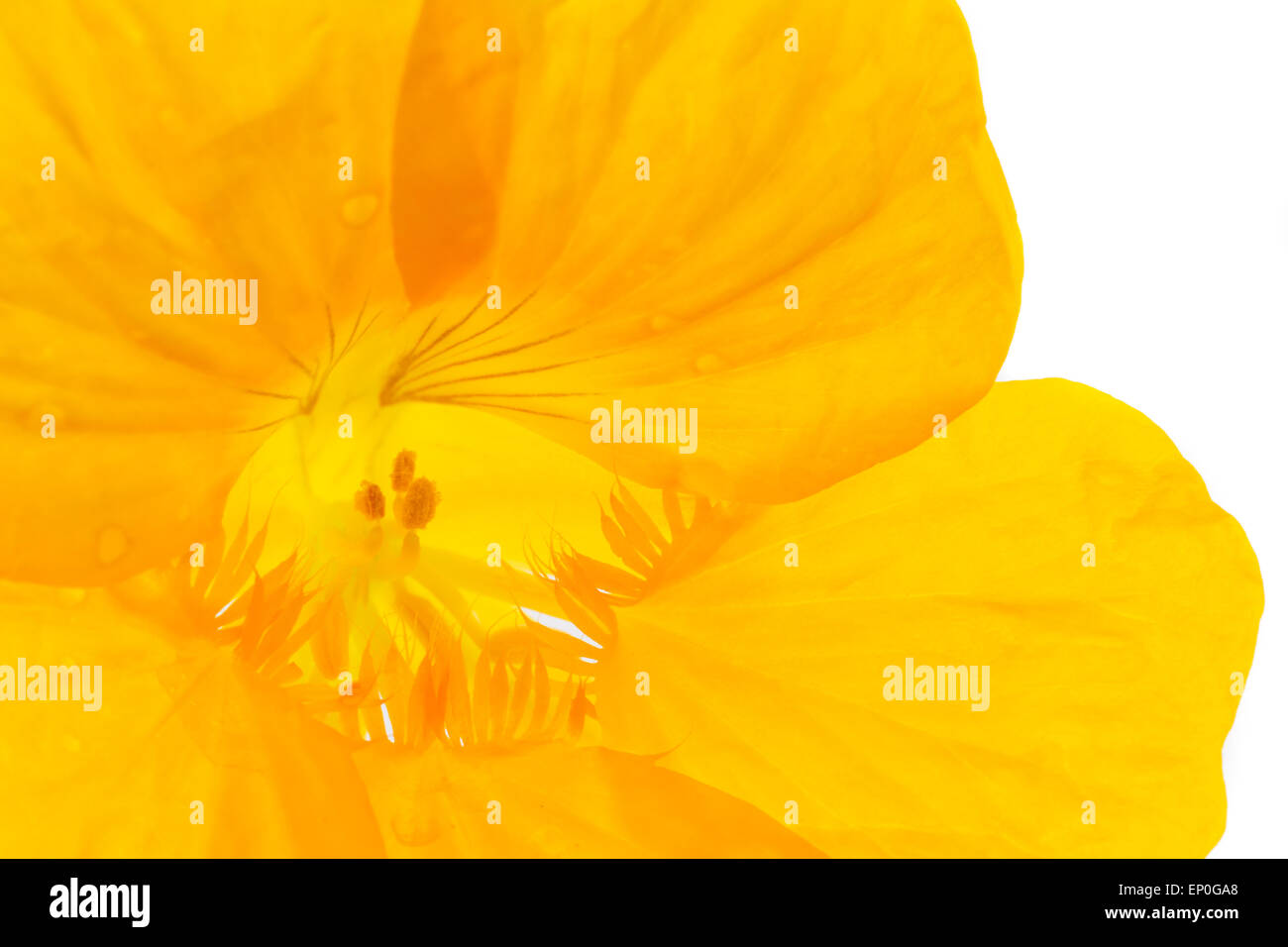 Schließen Sie in eine gelbe Blume auf einem weißen Hintergrund im Studio. Leuchtende Farbe, schöner Anblick. Stockfoto