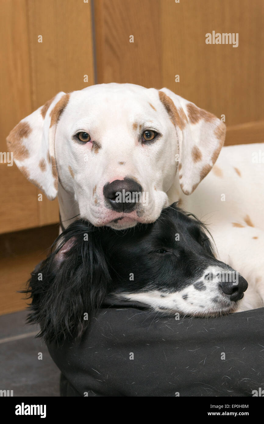 2 ruhende Hunde. Stockfoto