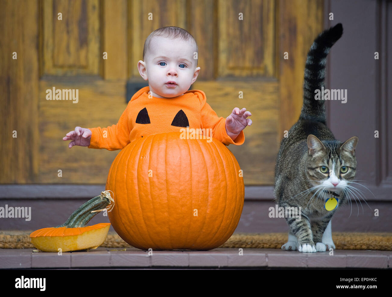 Baby in einen Kürbis mit Katze Stockfoto