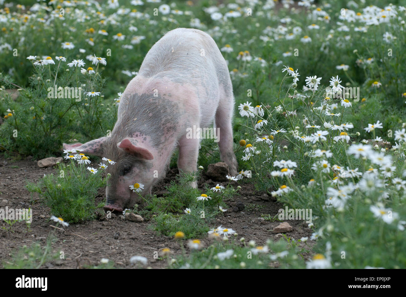 Ferkel (Sus Scrofa Domestica) auf einem Bauernhof Beisichsein Stockfoto