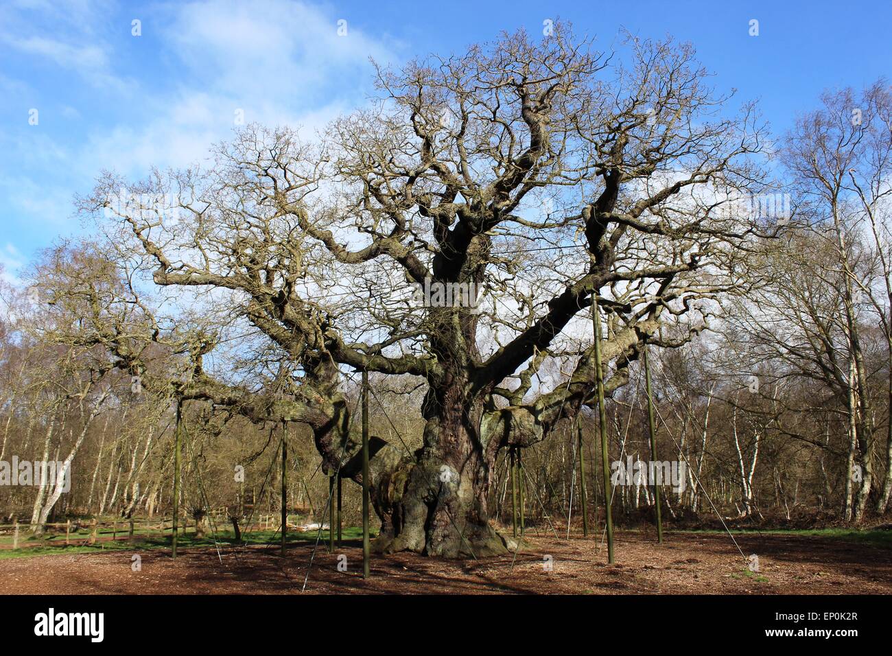 Major Oak, eine große englische Eiche (Quercus Robor), im Sherwood Forest in der Nähe von Edwinstowe, Nottinghamshire, England Stockfoto