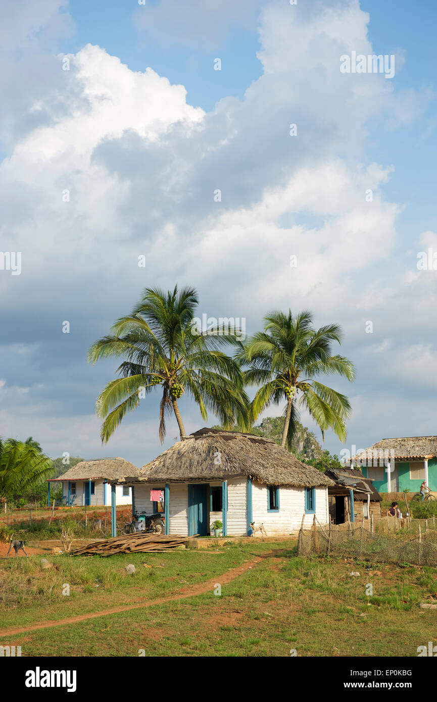 Traditionelle kubanische Landhaus liegt auf einem grünen Grundstück mit Palmen in Vinales, Kuba Stockfoto