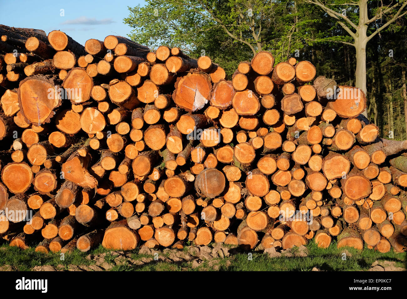 Meldet einen großen Stapel Stapel Holz Baum Protokolle gestapelt in einem Feld in Herefordshire UK Stockfoto