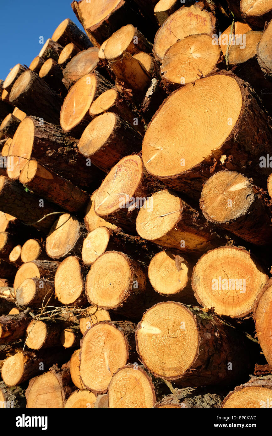 Meldet einen großen Stapel Stapel Holz Baum Protokolle gestapelt in einem Feld in Herefordshire UK Stockfoto