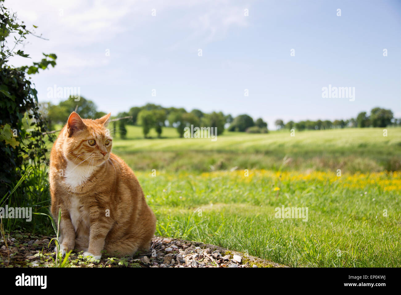 Ginger Tom Katzen sitzt vor einem Country-Szene von Bäumen und Gerstenfeldern. Stockfoto