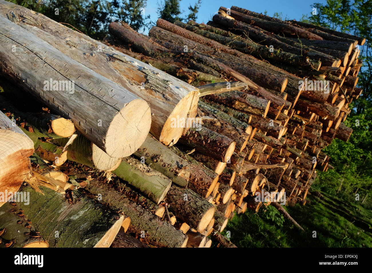 Meldet einen großen Stapel Stapel Holz Baum Protokolle gestapelt in einem Feld in Herefordshire UK Stockfoto