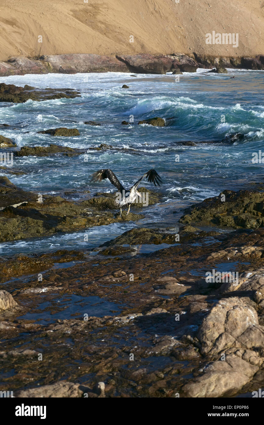 Peruanischen Pelikan (lat. Pelecanus Thagus) ausziehen an der felsigen Pazifikküste in Iquique, Chile Stockfoto