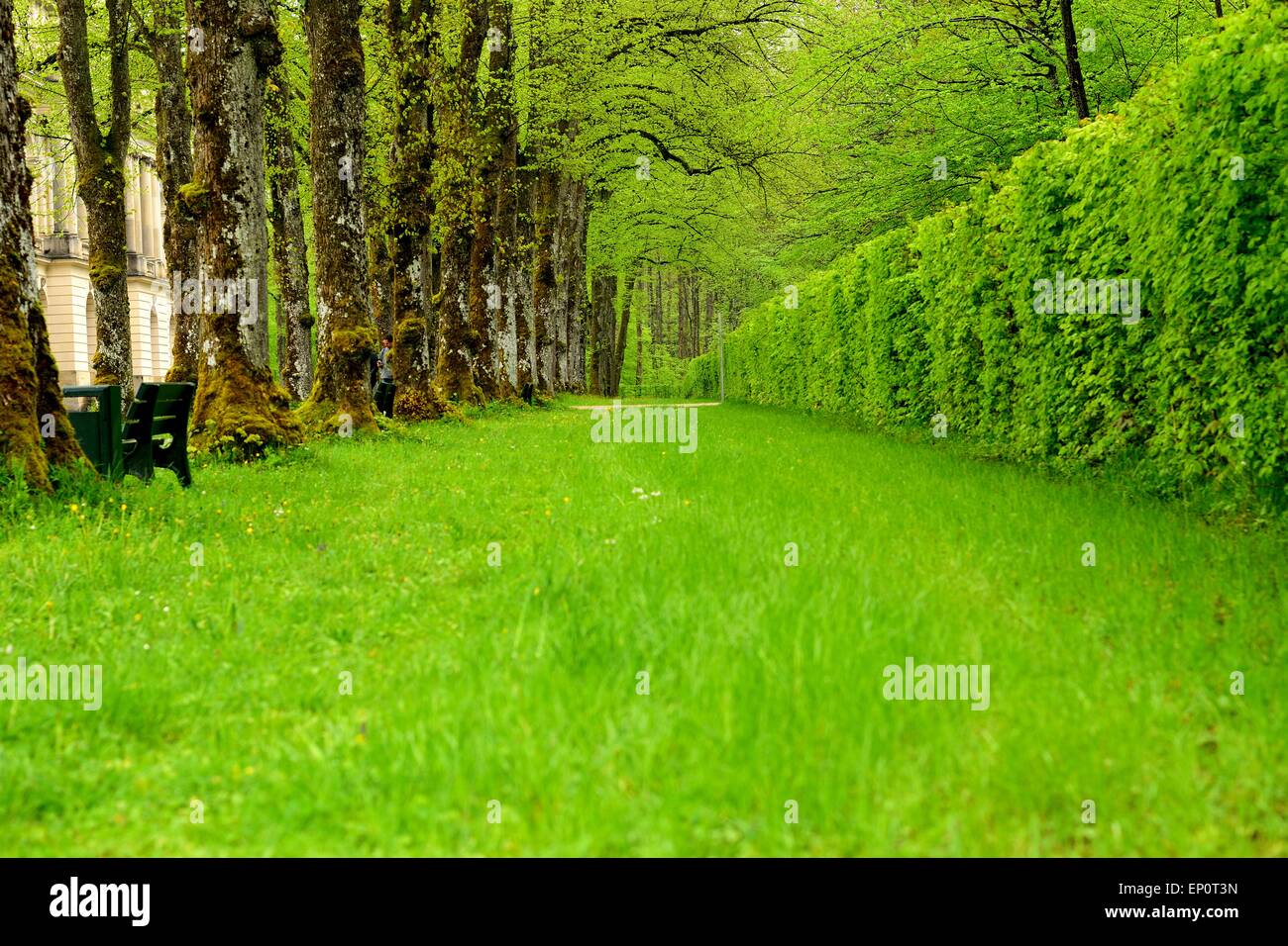 Grüne Gasse mit Wald Gang und frischen Rasen Herrenchiemsee Palace in Bayern Stockfoto