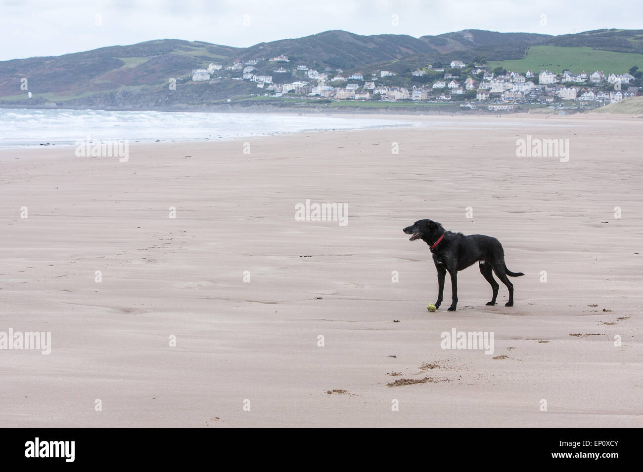 Hund am Strand von Woolacombe, einer Strecke von preisgekrönten Sands drei  Meilen. Im Sommer ist dieser Strand überfüllt aber Out-of-Saison dort ist  mehr Platz. Besonders beliebt bei Wassersport Fans ins Surfen und