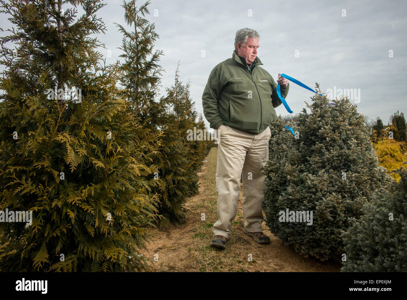 Bauer hält einen Tag und Überprüfung eines Baumes an einer Baumschule in Street, Maryland Stockfoto