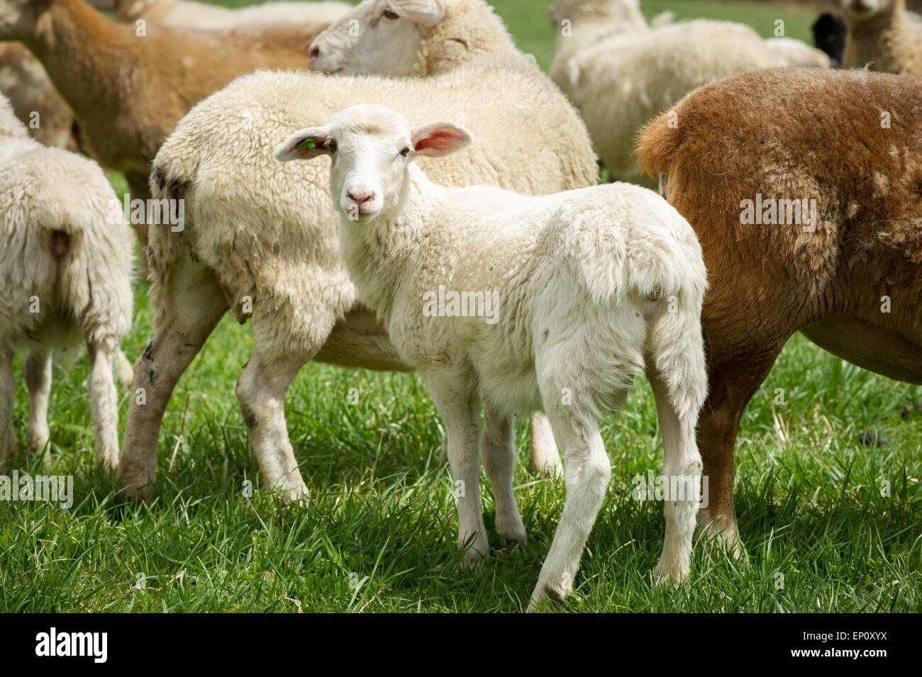 Junges Lamm in Fallston, Maryland Stockfoto