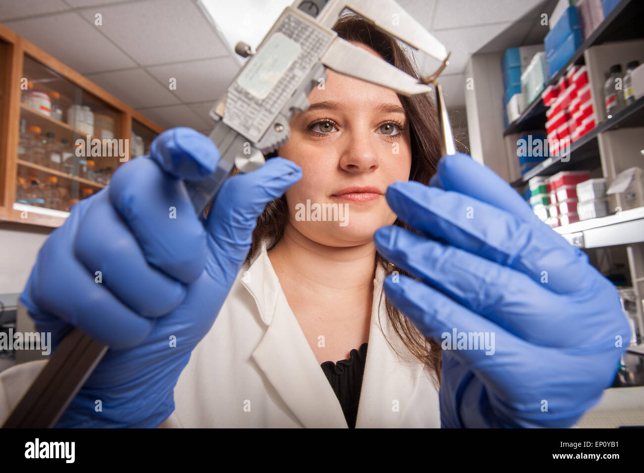 Frau, die Messung einer Pflanze mit Bremssätteln an einer Pflanze-Science-Lab in College Park, Maryland, USA Stockfoto