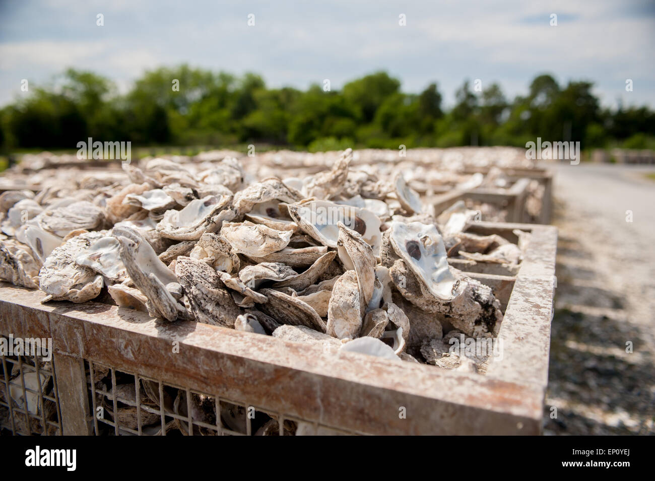 Austernschalen in Metall-Kisten im Dorchester County, Maryland, USA Stockfoto