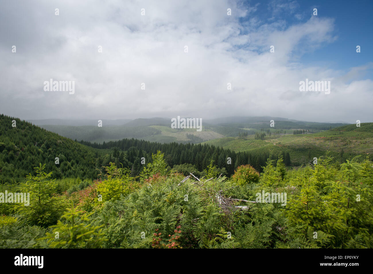Malerische Landschaft in Oregon, USA Stockfoto