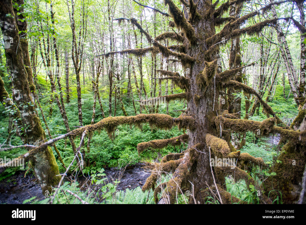 Moosigen Baumstamm in den Wäldern von Oregon, USA Stockfoto
