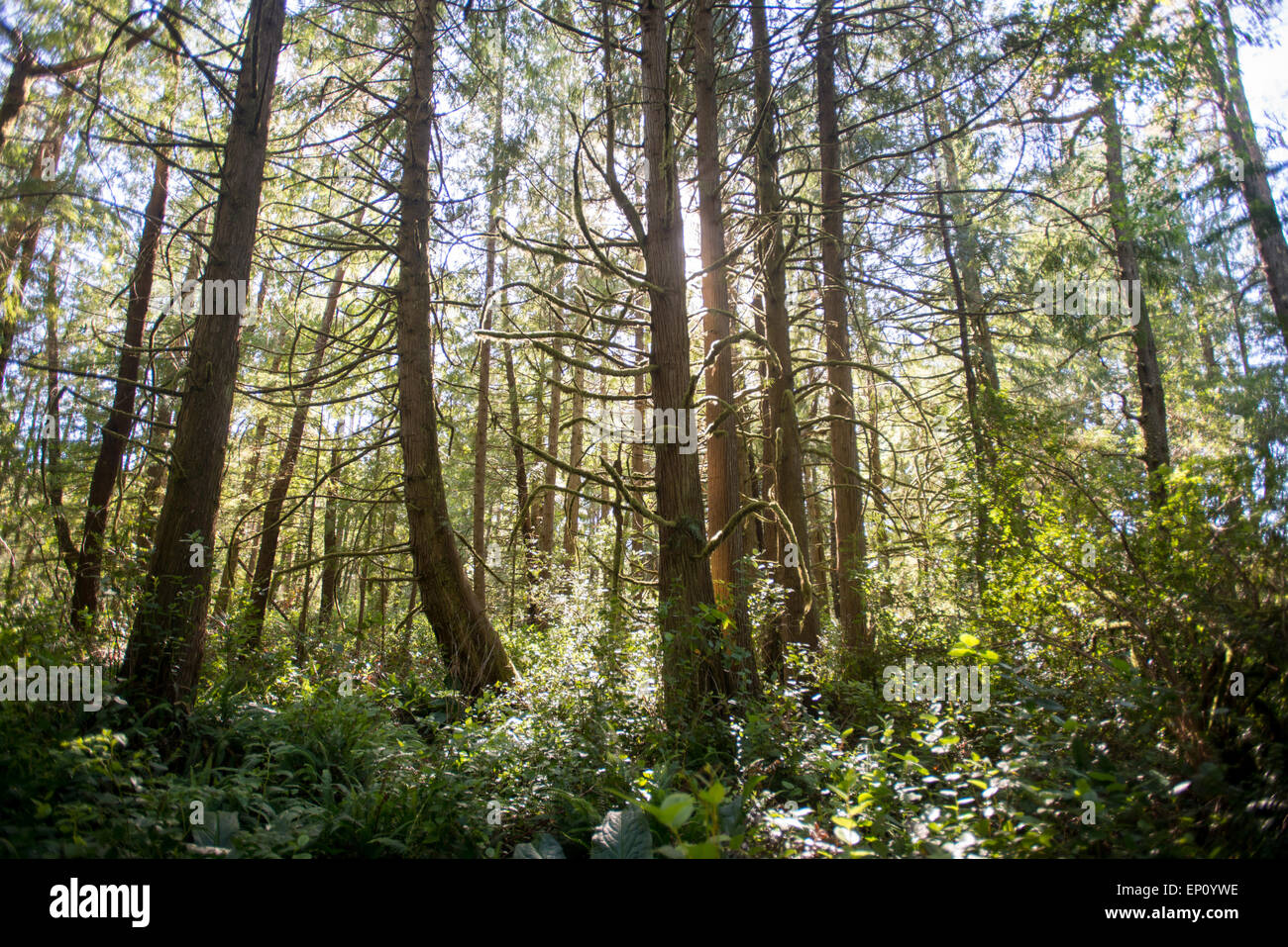 Goldenes Sonnenlicht durch die Bäume in Oregon, USA Stockfoto