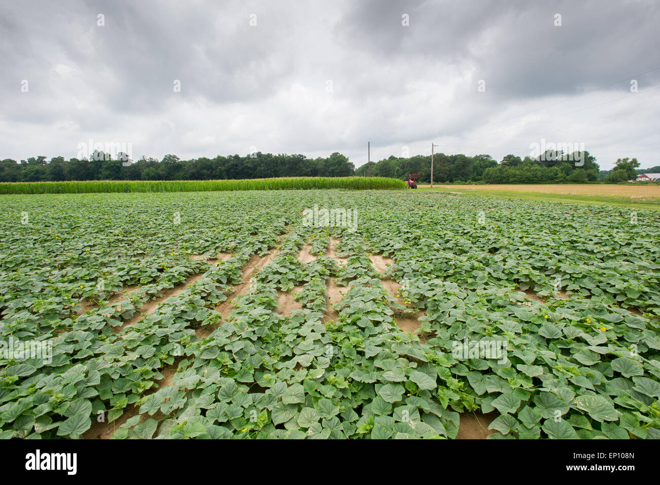 Bereich der Gurkenpflanzen in der Nähe von Federalsburg, Maryland, USA Stockfoto