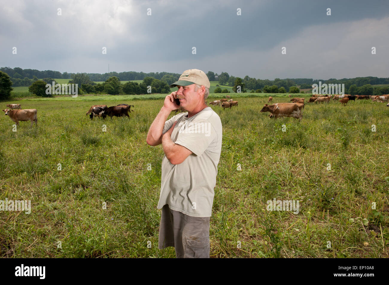 Bauer auf Handy mit Kühen im Hintergrund in langen grünen, Maryland, USA Stockfoto